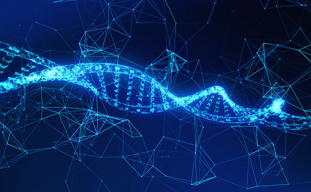 NMN + TMG: A Synergistic Duo for NAD⁺ Optimization and Methylation Support